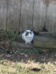 Found/Stray Unknown Cat last seen Off Sulphur Spring Rd, Manchester, MO 63021