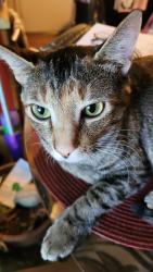 Lost Female Cat last seen Woodglen blvd and Colorado, Thornton, CO 80233