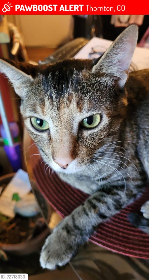 Lost Female Cat last seen Woodglen blvd and Colorado, Thornton, CO 80233