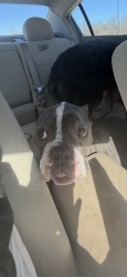 Lost Female Dog last seen Near west avenue f , Garland, TX 75040