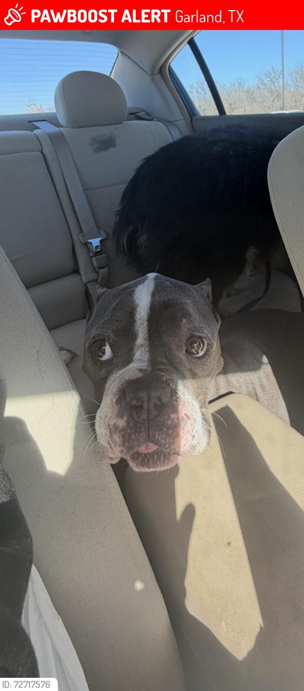 Lost Female Dog last seen Near west avenue f , Garland, TX 75040