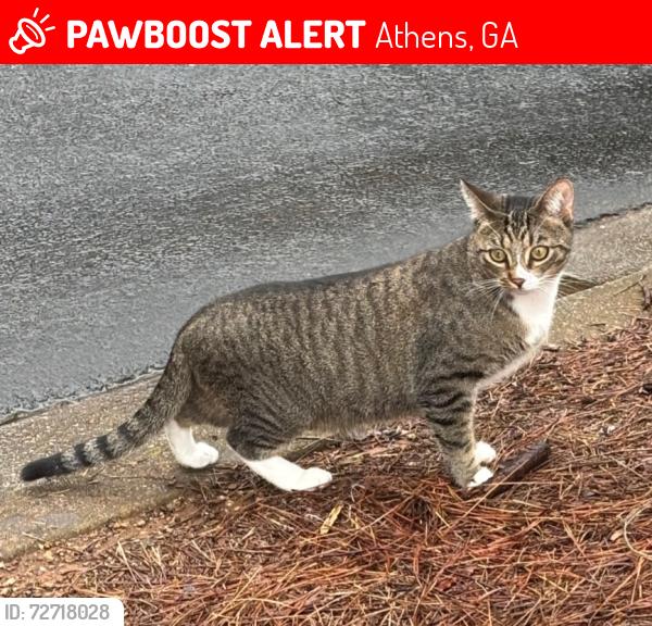 Lost Female Cat last seen Old Hull rd. Fourth St., Athens, GA 30601