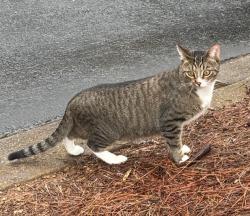 Lost Female Cat last seen Old Hull rd. Fourth St., Athens, GA 30601