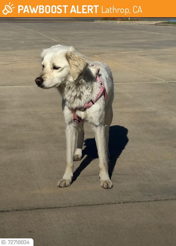 Found/Stray Unknown Dog last seen The boathouse at river islands, Lathrop, CA 95330