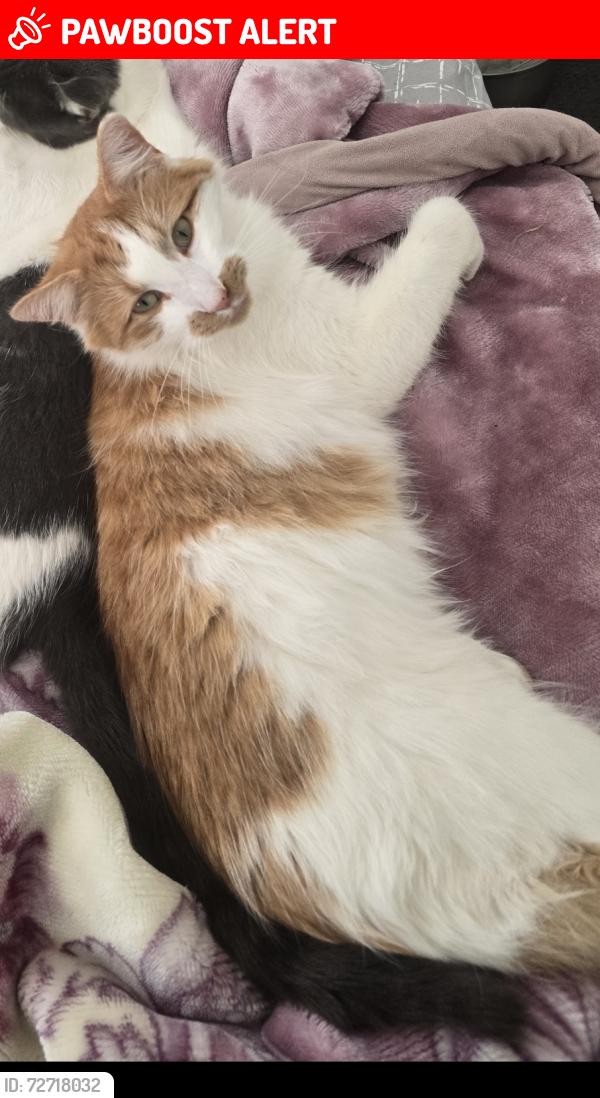 Lost Male Cat last seen port Hedland Road edmondson Park 2174, Edmondson Park, NSW 2174