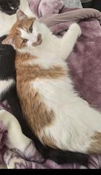 Lost Male Cat last seen port Hedland Road edmondson Park 2174, Edmondson Park, NSW 2174