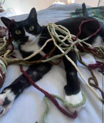 Lost Female Cat last seen US1, Pet Paradise, Nocatee Ramp on US1, Saint Johns, FL 32259