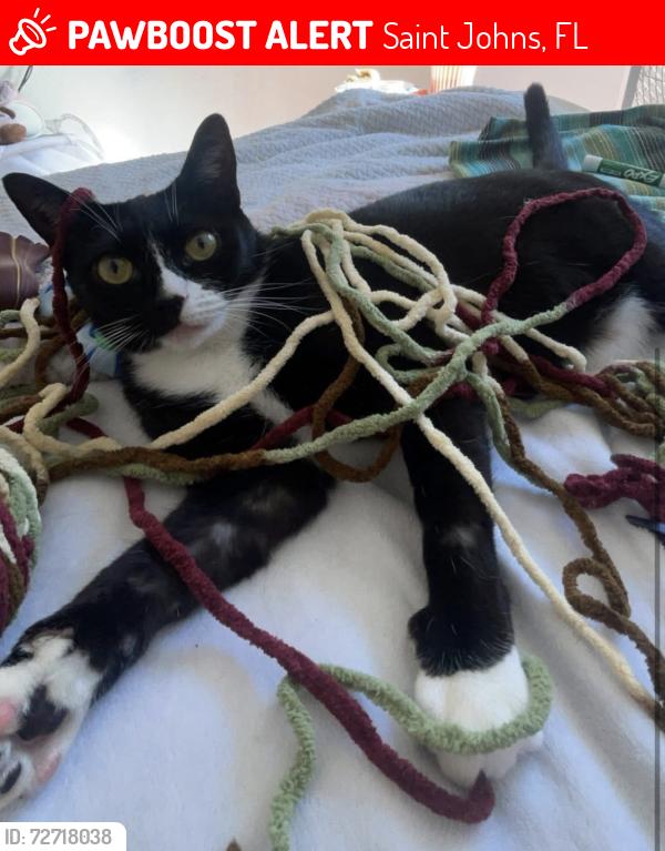 Lost Female Cat last seen US1, Pet Paradise, Nocatee Ramp on US1, Saint Johns, FL 32259