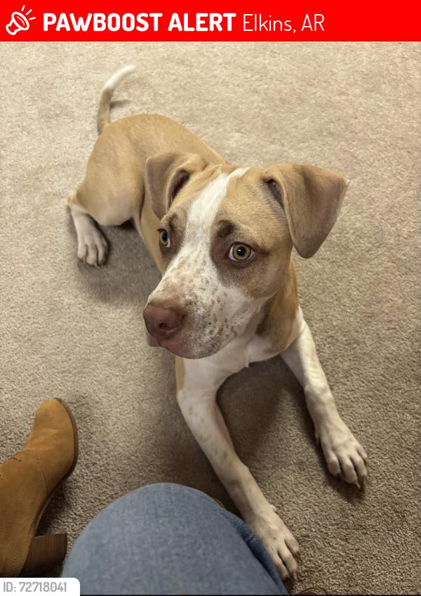 Lost Male Dog last seen  Mt. Olive and Madison 6041, Elkins, AR 72727
