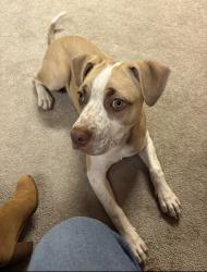 Lost Male Dog last seen  Mt. Olive and Madison 6041, Elkins, AR 72727