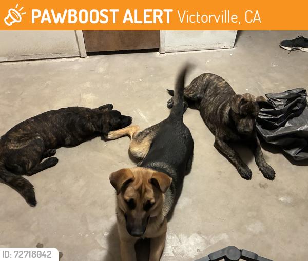 Found/Stray Male Dog last seen Sunburst and rain shadow rd , Victorville, CA 92395