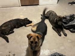 Found/Stray Male Dog last seen Sunburst and rain shadow rd , Victorville, CA 92395