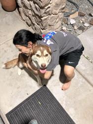 Found/Stray Female Dog last seen Near Yosemite st Victorville , Victorville, CA 92394