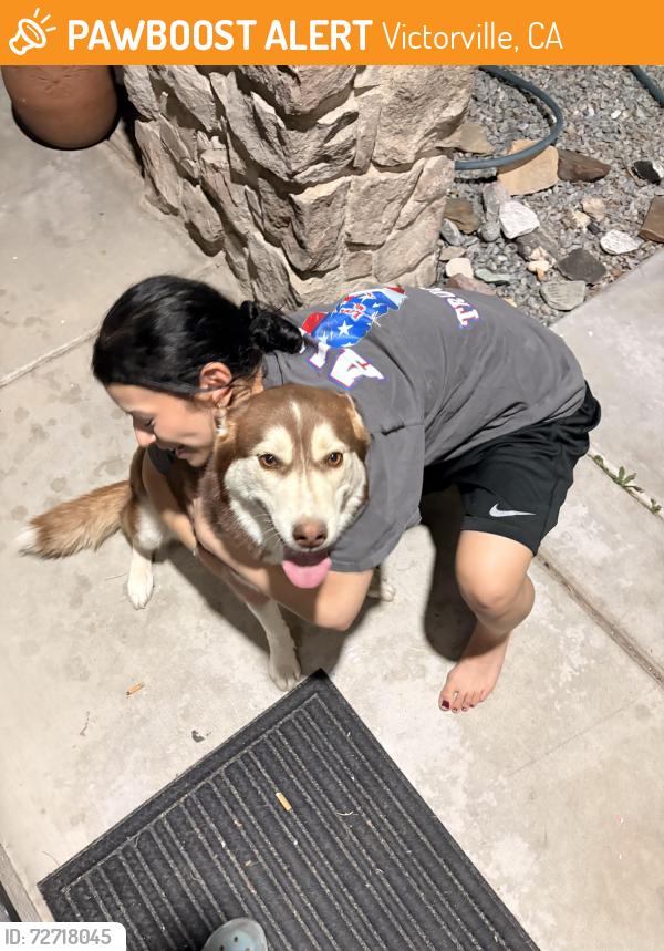 Found/Stray Female Dog last seen Near Yosemite st Victorville , Victorville, CA 92394