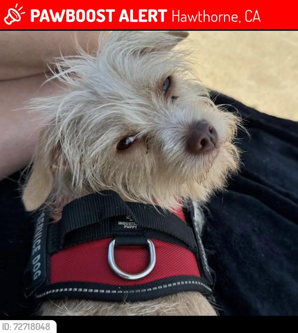 Lost Female Dog last seen Near Between El Segundo and Rosecrans , Hawthorne, CA 90250