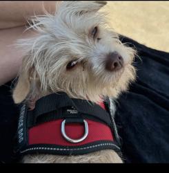 Lost Female Dog last seen Near Between El Segundo and Rosecrans , Hawthorne, CA 90250