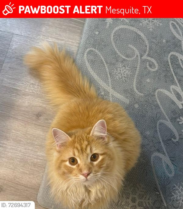 Lost Male Cat last seen Pinenut Rd & Silver Creek Dr, Mesquite, TX 75181