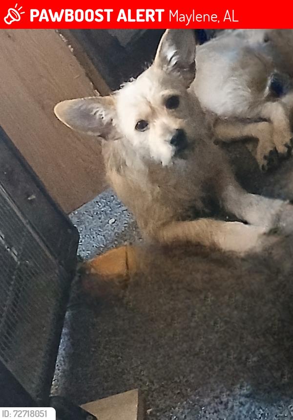 Lost Male Dog last seen China berry subdivision , Maylene, AL 35114
