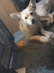 Lost Male Dog last seen China berry subdivision , Maylene, AL 35114