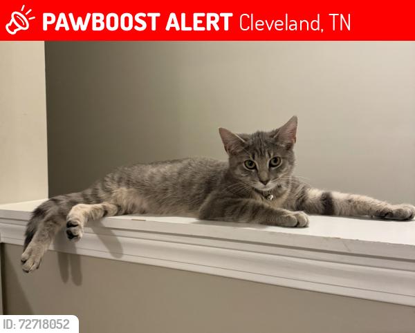 Lost Female Cat last seen N Ocoee street near big toms, Cleveland, TN 37364