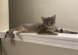 Lost Female Cat last seen N Ocoee street near big toms, Cleveland, TN 37364