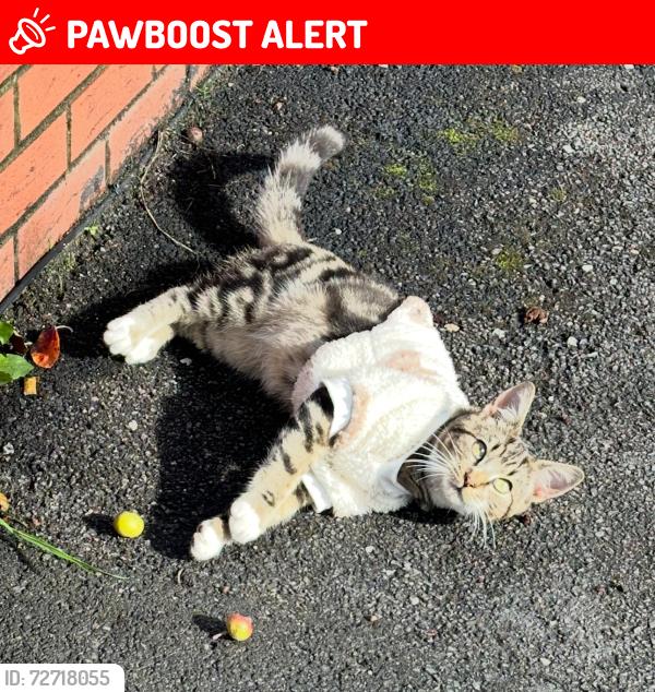 Lost Male Cat last seen Spikes bridge park , Greater London, England UB1 2AA