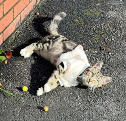 Lost Male Cat last seen Spikes bridge park , Greater London, England UB1 2AA