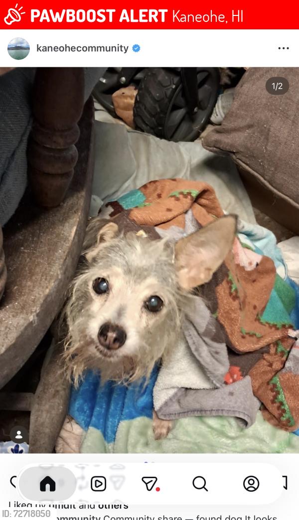 Lost Female Dog last seen Mokulele St, Kaneohe, HI 96744