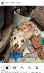 Lost Female Dog last seen Mokulele St, Kaneohe, HI 96744