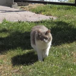 Lost Male Cat last seen Near s 600 e, Salt Lake City, UT 84102