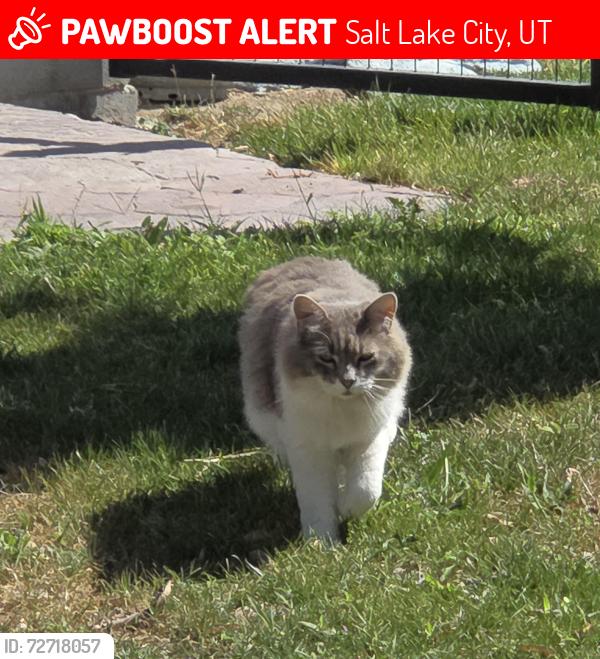 Lost Male Cat last seen Near s 600 e, Salt Lake City, UT 84102
