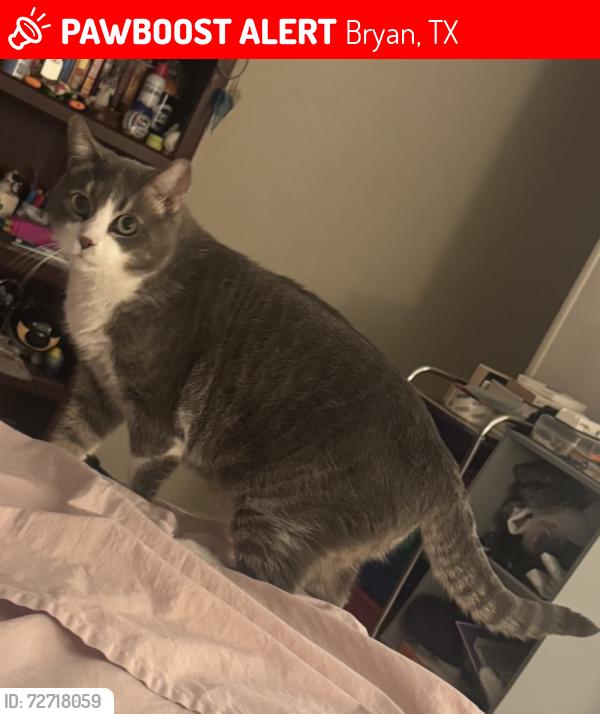 Lost Male Cat last seen Briargate/Trophy, Bryan, TX 77802
