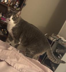 Lost Male Cat last seen Briargate/Trophy, Bryan, TX 77802