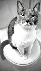Lost Male Cat last seen Mathew meadows Conway , Conway, AR 72032