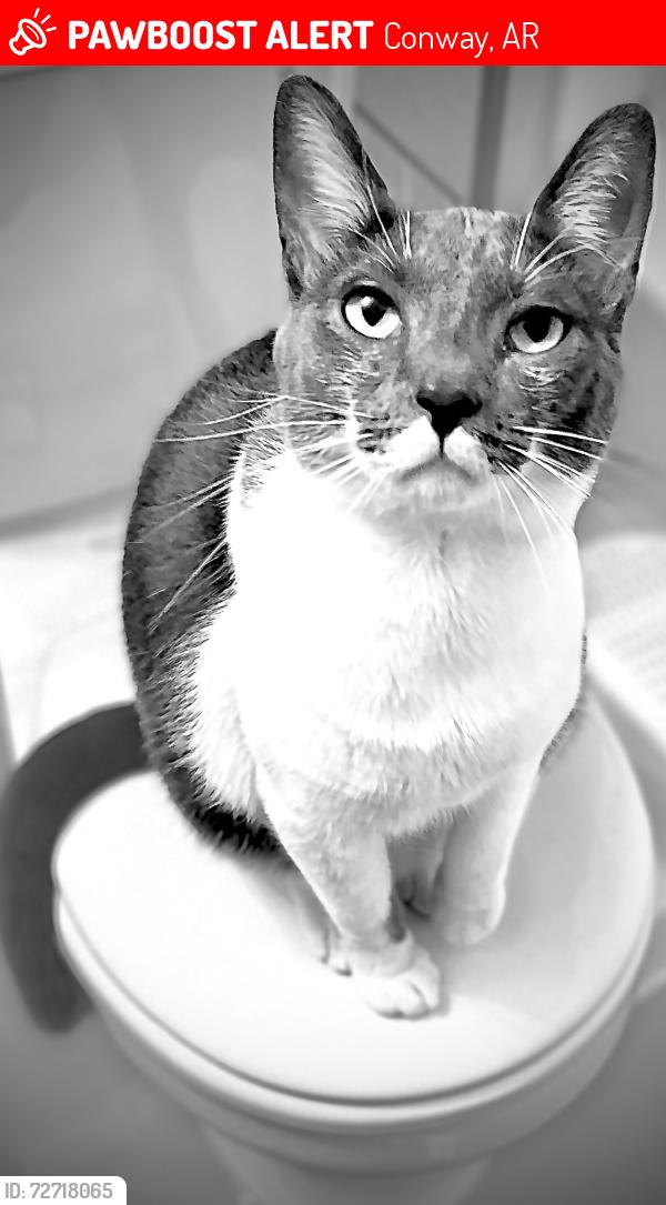 Lost Male Cat last seen Mathew meadows Conway , Conway, AR 72032