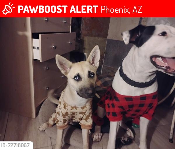 Lost Female Dog last seen 28th dr and Peoria ave, Phoenix, AZ 85029