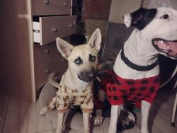 Lost Female Dog last seen 28th dr and Peoria ave, Phoenix, AZ 85029