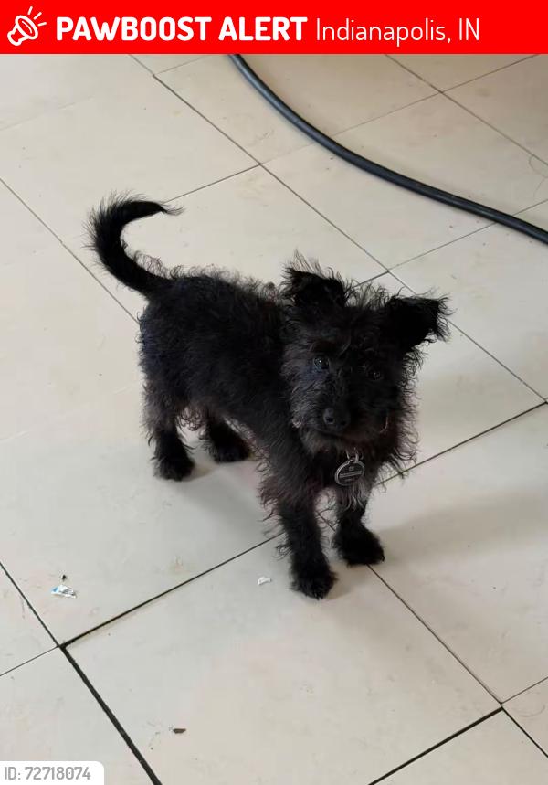 Lost Female Dog last seen Near Elaine st 46224, Indianapolis, IN 46224