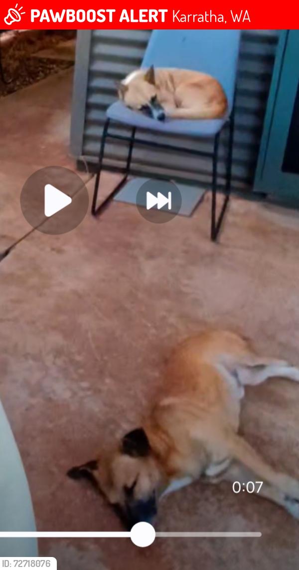 Lost Female Dog last seen Karratha , Karratha, WA 6714