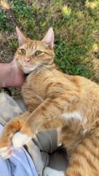 Lost Male Cat last seen Northview Neighborhood Park, Houston, TX 77073