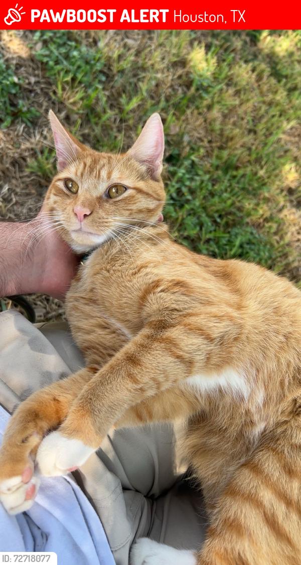 Lost Male Cat last seen Northview Neighborhood Park, Houston, TX 77073
