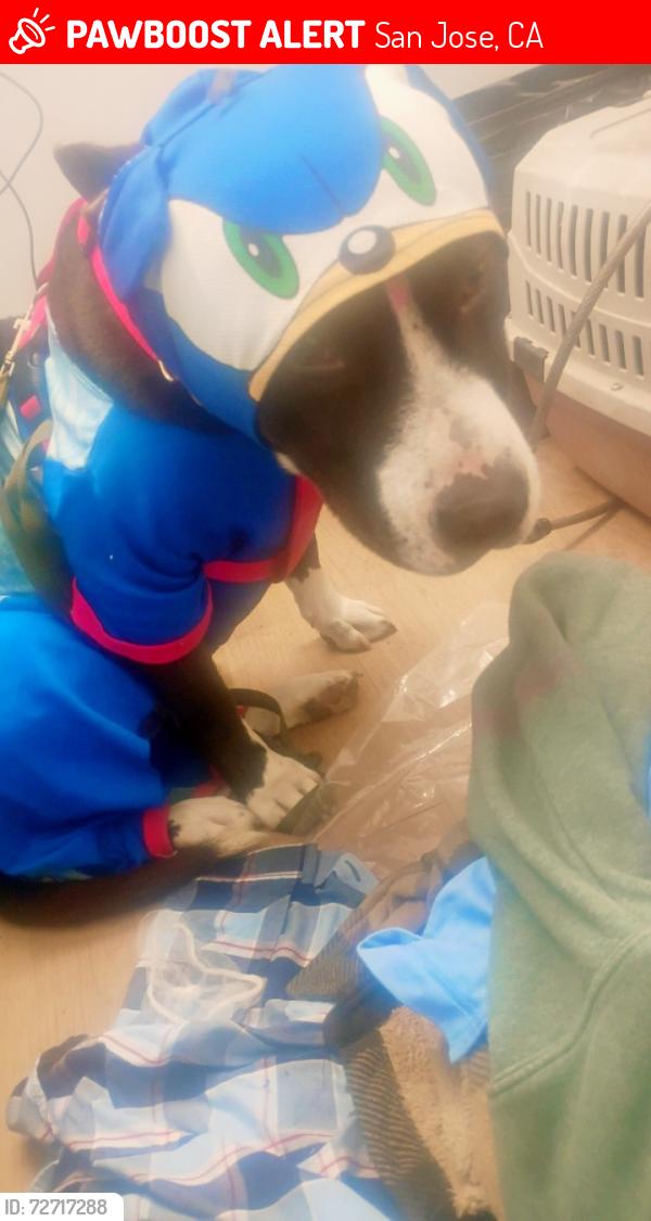 Lost Male Dog last seen San Carlos and Barak Obama, San Jose, CA 95126