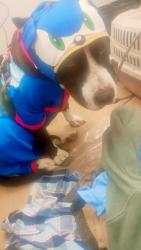 Lost Male Dog last seen San Carlos and Barak Obama , San Jose, CA 95126