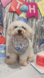Lost Male Dog last seen Near 53 avenida , Queens, NY 11368