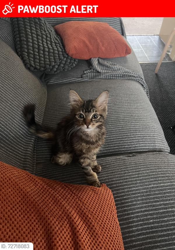 Lost Male Cat last seen Pool Lane, Swan Crescent, Ashes Road , West Midlands, England B69 4QQ