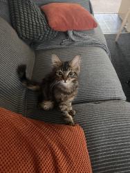 Lost Male Cat last seen Pool Lane, Swan Crescent, Ashes Road , West Midlands, England B69 4QQ