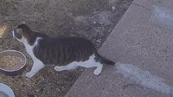 Found/Stray Unknown Cat last seen 45th and Vinton, Omaha, NE 68106