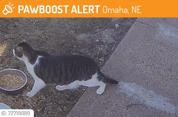 Found/Stray Unknown Cat last seen 45th and Vinton, Omaha, NE 68106
