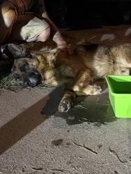 Found/Stray Male Dog last seen In between ocotillo and tuckey, Phoenix, AZ 85019