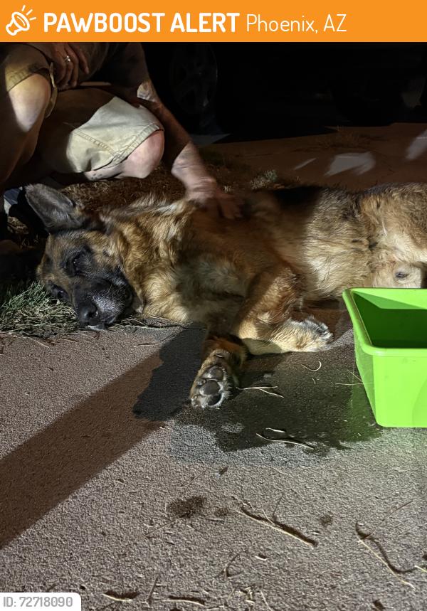 Found/Stray Male Dog last seen In between ocotillo and tuckey, Phoenix, AZ 85019